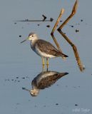 Greater Yellowlegs 
