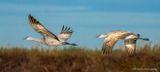 Sandhill Cranes