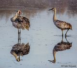 Sandhill Cranes
