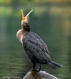 Double-Crested Cormorant