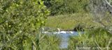 1298-MUTE-SWAN family