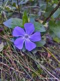 Vinca major - Grande Pervenche - Greater Periwinkle