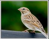 BRUANT DES PLAINES  /  CLAY-COLORED SPARROW   _HP_6922 aa