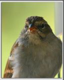 BRUANT DES PLAINES  /  CLAY-COLORED SPARROW  _HP_7000 a a