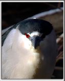 BIHOREAU GRIS, mle   /   BLACK-CROWNED NIGHT-HERON, male    _HP_7054c