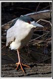 BIHOREAU GRIS, mle   /   BLACK-CROWNED NIGHT-HERON, male    _HP_7061ab