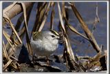 ROITELET  COURONNE DORE, male   /  GOLDEN-CROWNED KINGLET, male     _HP_7899ab