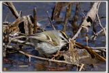 ROITELET  COURONNE DORE, male   /  GOLDEN-CROWNED KINGLET, male     _HP_7908ab