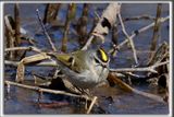 ROITELET  COURONNE DORE, male   /  GOLDEN-CROWNED KINGLET, male     _HP_7913ab