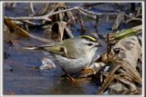 ROITELET  COURONNE DORE, male   /  GOLDEN-CROWNED KINGLET, male     _HP_7917ab