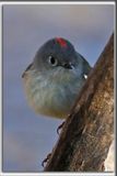 ROITELET  COURONNE RUBIS, mle   /   RUBY-CROWNED  KINGLET, male    _HP_7288b
