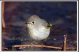 ROITELET  COURONNE RUBIS, mle   /   RUBY-CROWNED  KINGLET, male    _HP_7300b