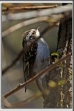 GRIMPEREAU BRUN  /  BROWN CREEPER     _HP_7101b