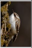GRIMPEREAU BRUN  /  BROWN CREEPER     _HP_7337b