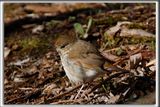 GRIVE  JOUES GRISES  /  GRAY-CHEEKED THRUSH   _HP_7143a