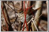GRIVE  JOUES GRISES  /  GRAY-CHEEKED THRUSH   _HP_7166b