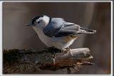 SITTELLE  POITRINE BLANCHE  /  WHITE-BREASTED NUTCHATCH     _HP_7242a