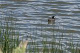 Alamosa National Wildlife Refuge