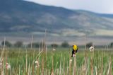 Monte Vista National Wildlife Refuge