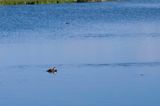 Monte Vista National Wildlife Refuge