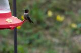 Ruby-Throated Humming Birds