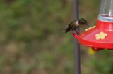 Ruby-Throated Humming Birds