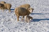 Sheep Farm