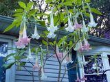 Angel trumpet plant (Brugmansia)