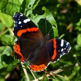 Red Admiral 