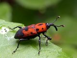 Ladybird-impersonating weevil