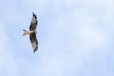 volwassen vogel met behoorlijk gesleten verenpak