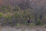Eland in de bosrand