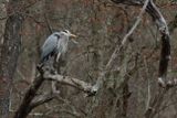 Great Blue Heron with a ZZ Top beard 