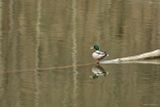 Male Mallard