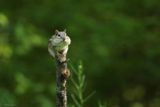 Chipmunk