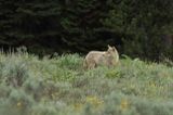 Coyote