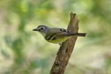 Blue-headed Vireo