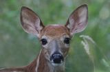 Fawn