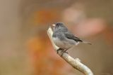 Dark-eyed Junco