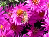 Bee At Work
