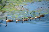 6 Goslings