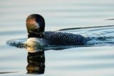 Sunrise Loon