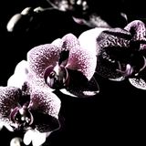 The Flora Excursoria Hafniensis Series