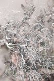 Frosty Branches ~ January 2nd
