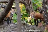 Two foxes in Ottawa
