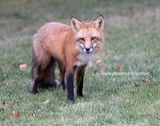 A healthy looking fox