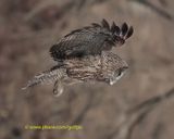 Great Gray Owl hunting