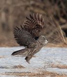 Great Gray Owl hunting