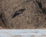 Great Gray Owl in Ontario