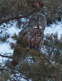 Great Gray Owl